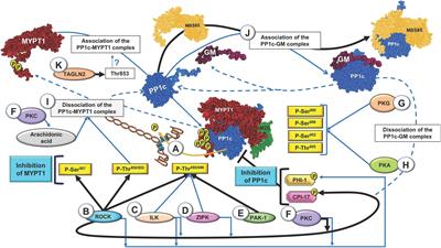 Regulation of Myosin Light-Chain Phosphatase Activity to Generate Airway Smooth Muscle Hypercontractility